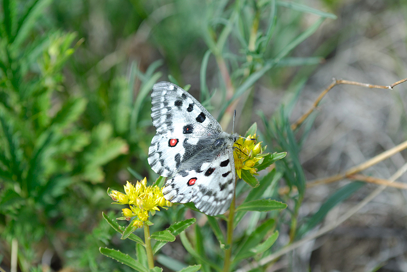 image0205