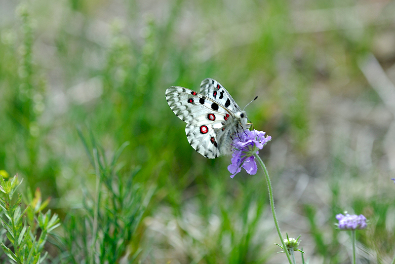 image0206