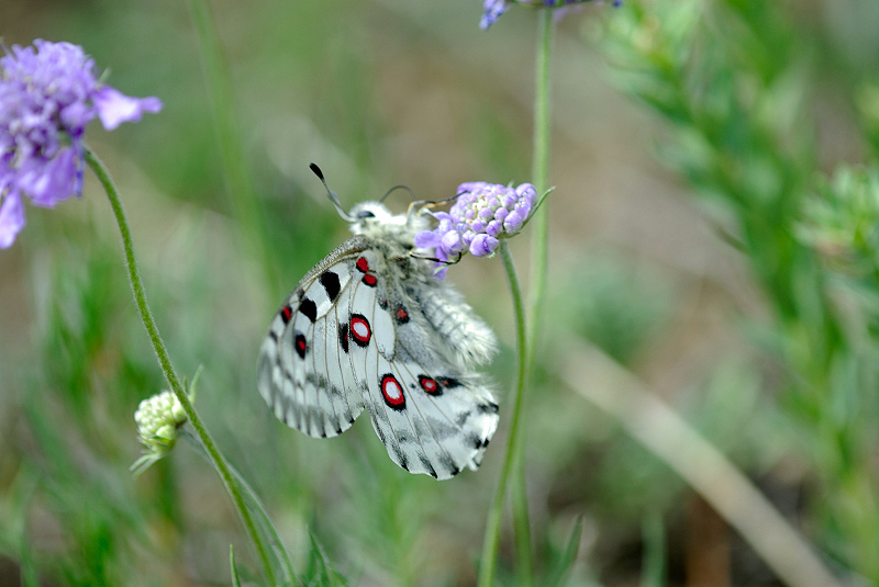 image0207