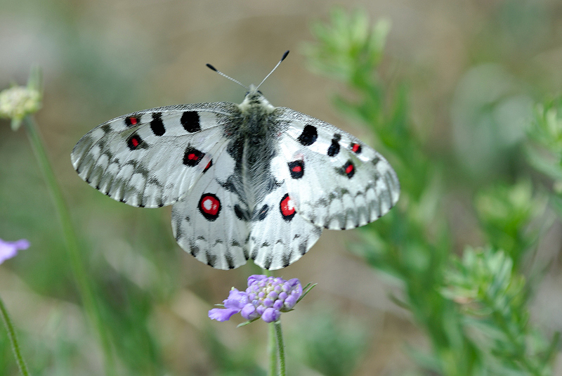 image0208