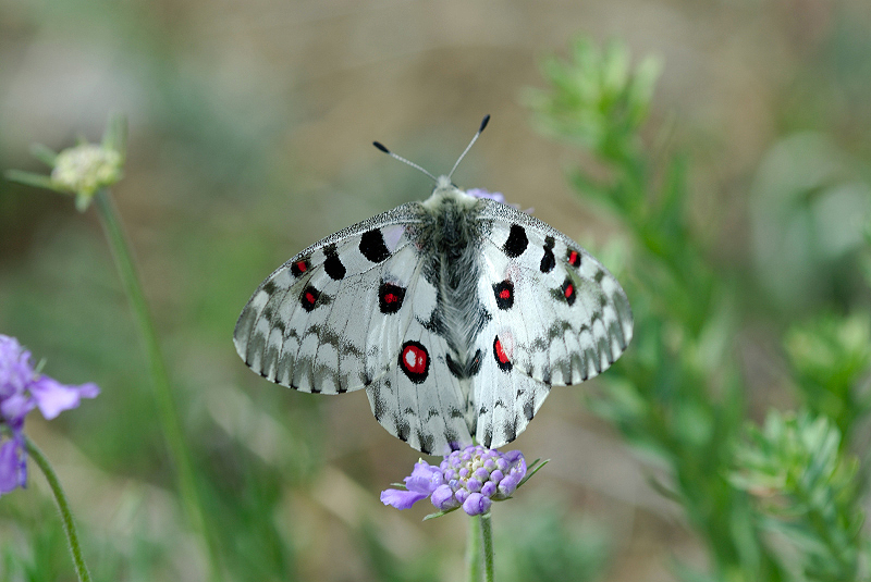 image0210