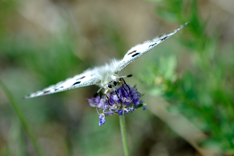 image0212