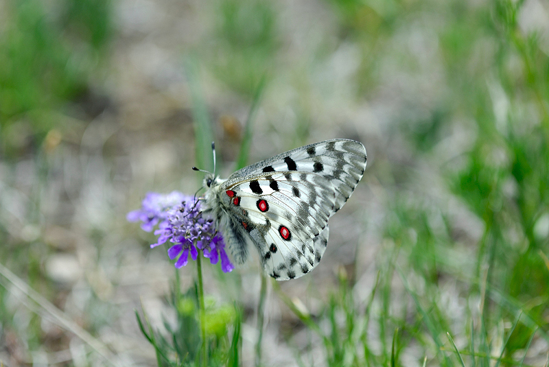 image0221