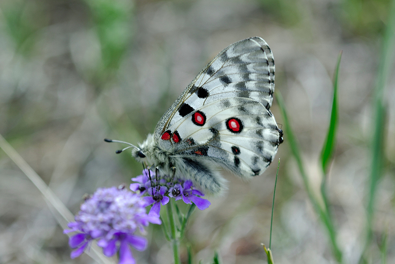 image0223