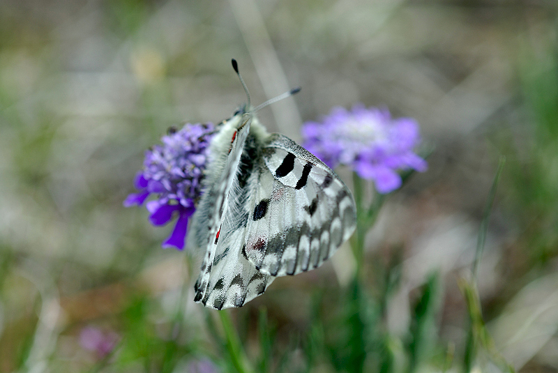 image0226