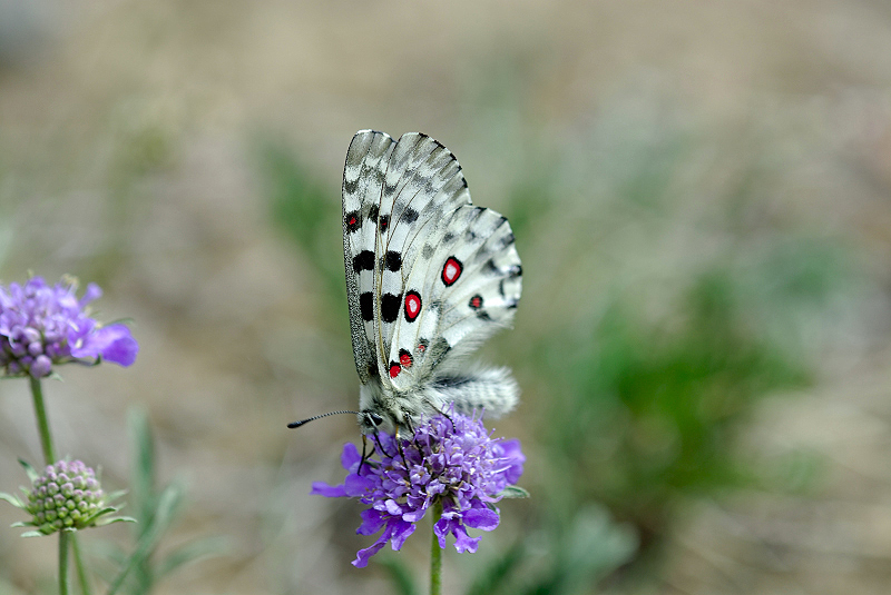 image0233