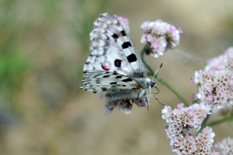 image0235