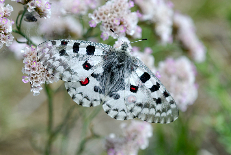 image0236