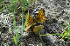 image0133