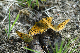 image0135