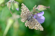 image0150