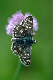 image0157