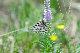 image0179