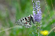 image0181