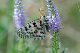image0182
