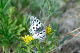 image0205
