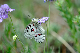 image0207