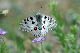 image0209