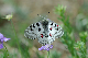 image0210