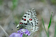 image0225