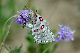 image0229