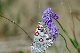 image0231