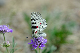 image0233