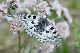 image0237