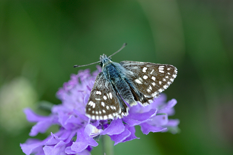 image0085