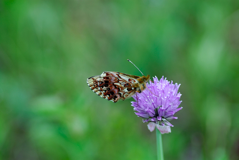 image0101