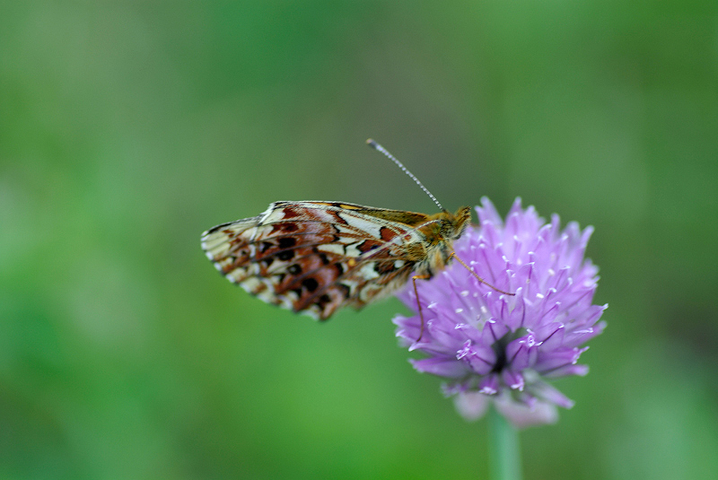 image0102