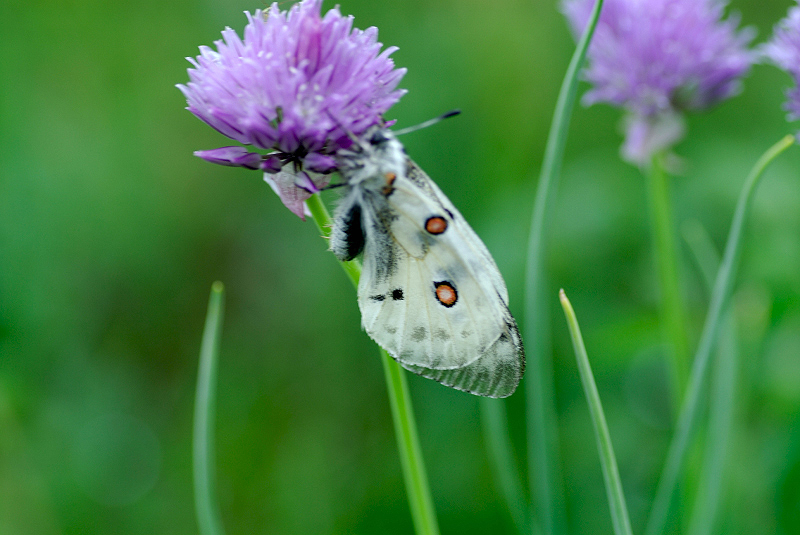 image0107