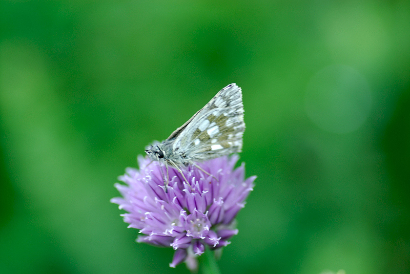 image0108
