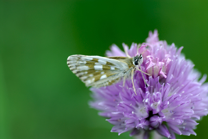 image0111
