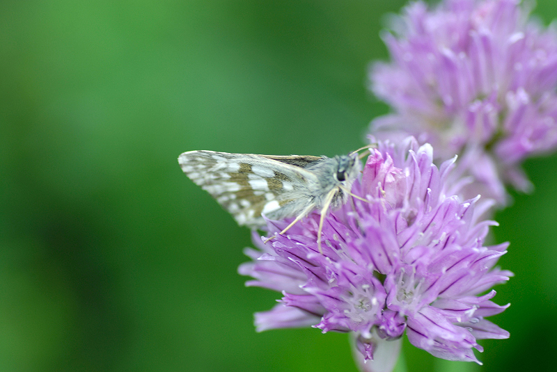 image0113