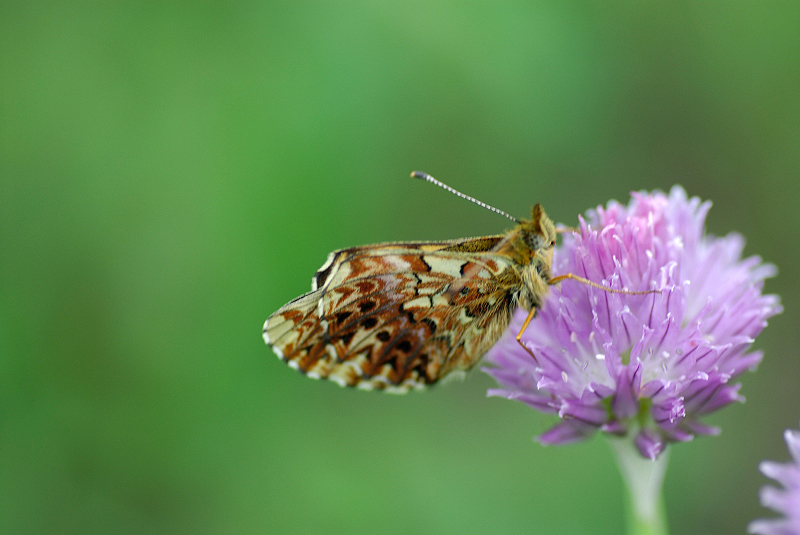 image0115