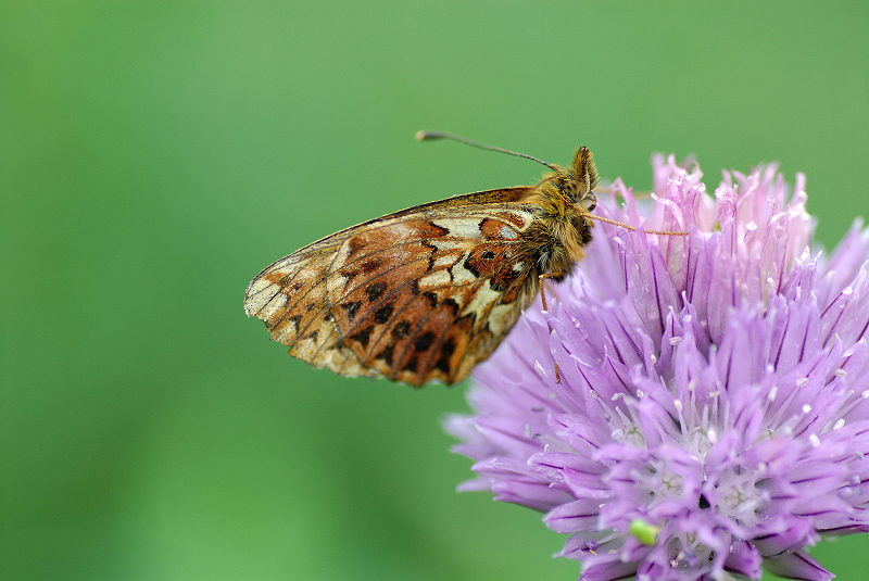 image0117