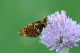 image0105