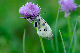 image0106