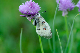 image0107