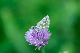image0109