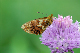 image0116