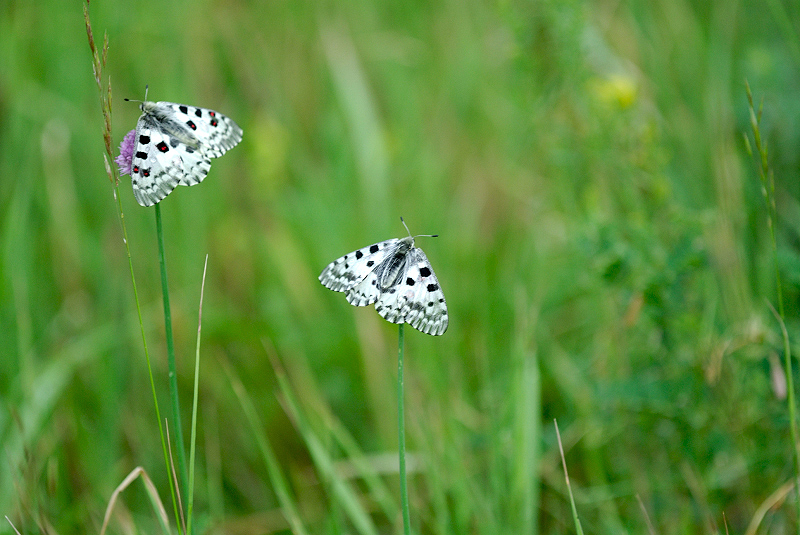image0097