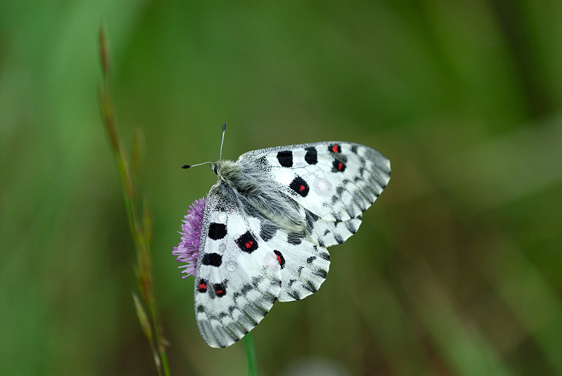 image0100