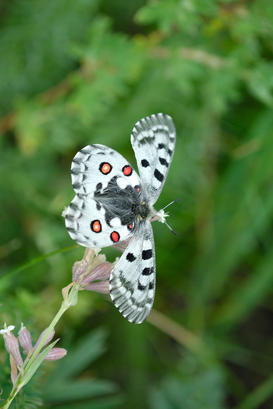 image0126