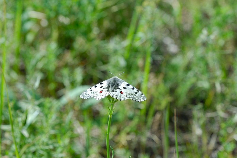 image0161