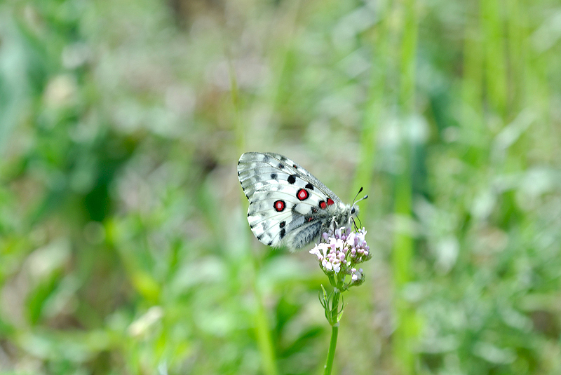 image0162