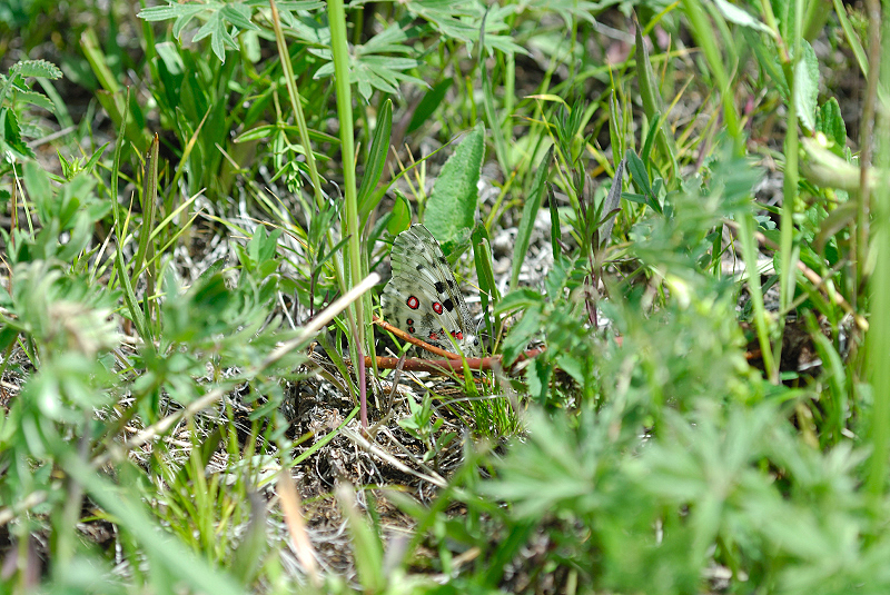 image0229