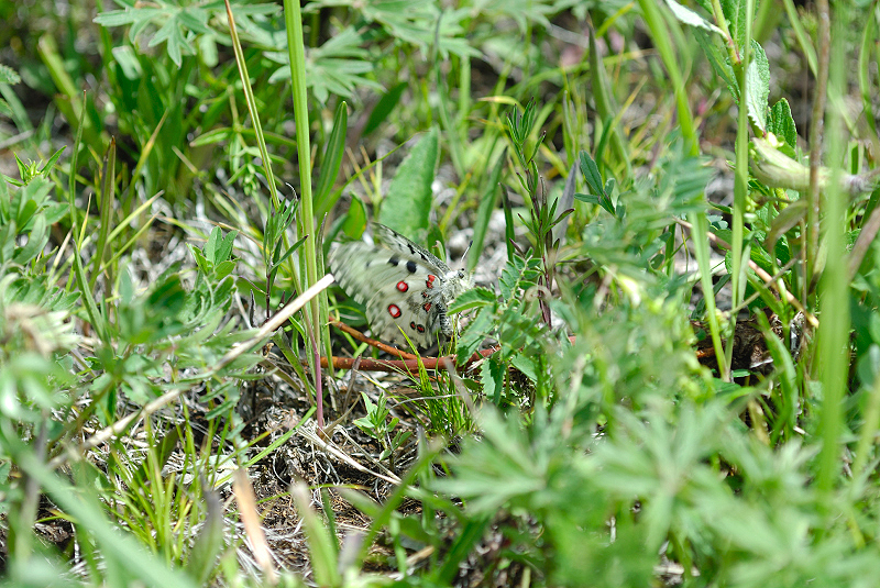 image0231