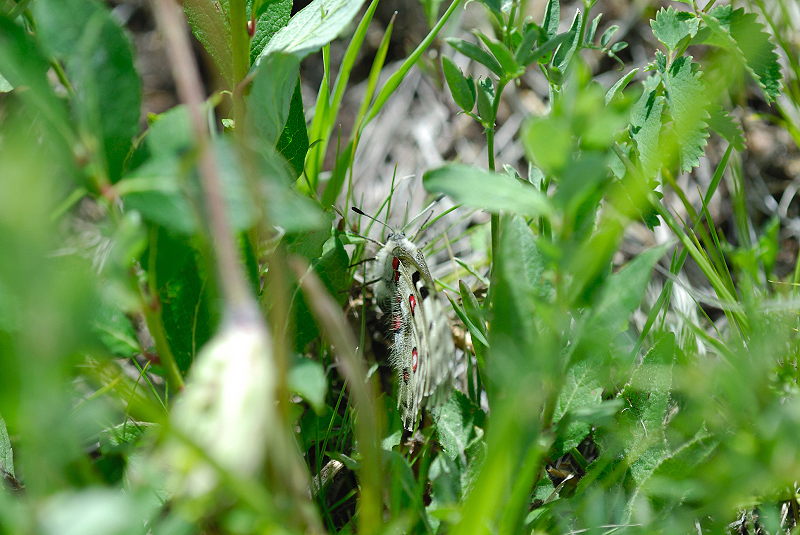 image0233